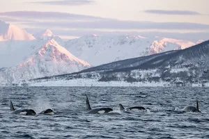 Arctic Whale Tours - Tromsø image