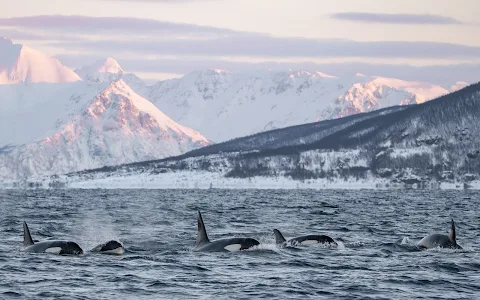 Arctic Whale Tours - Tromsø image