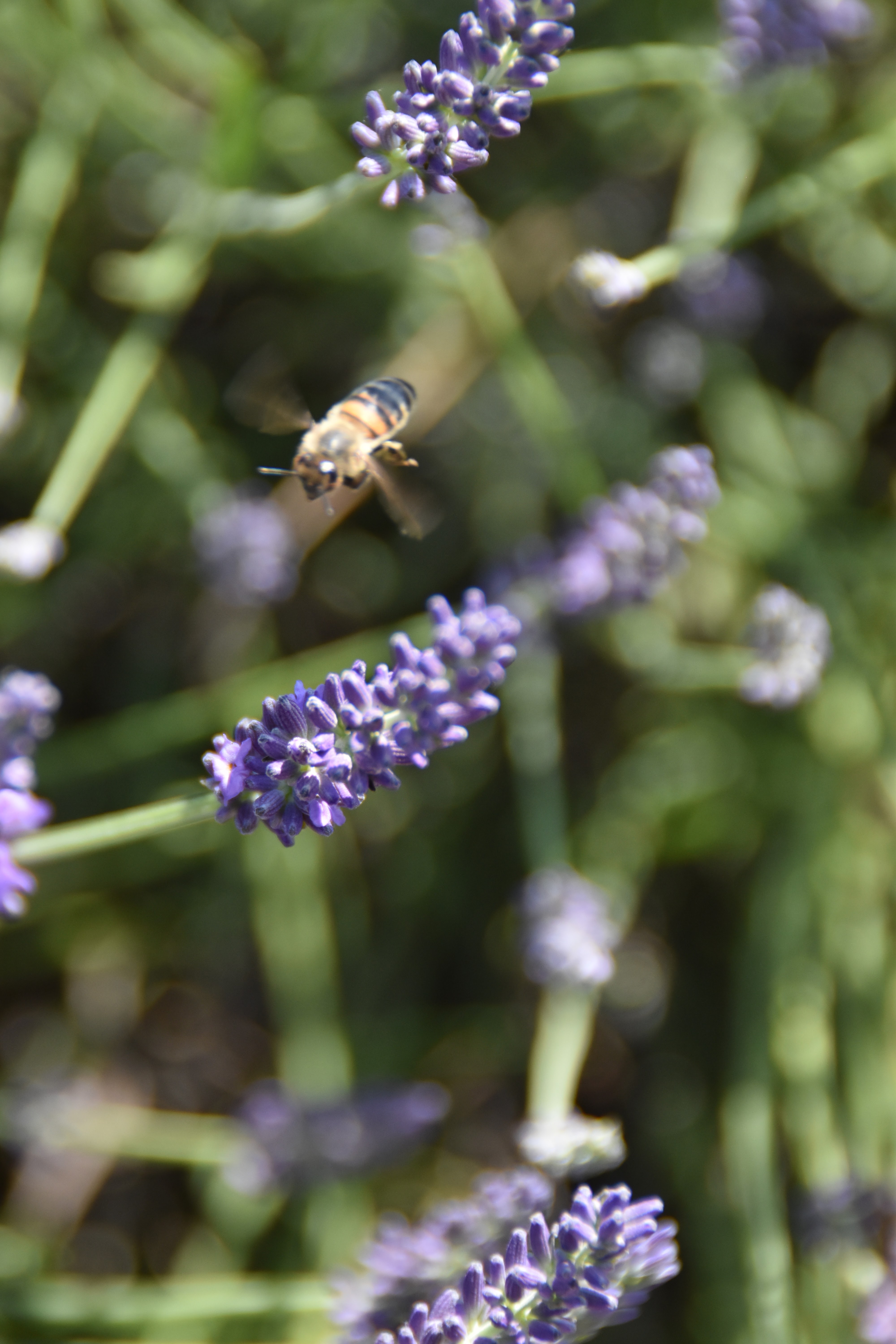 Photo n° 8 de l'avis de Liz.e fait le 27/06/2018 à 12:15