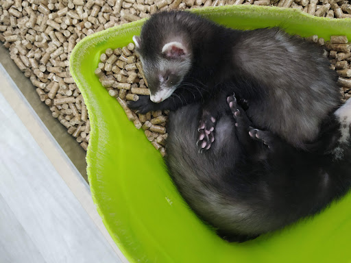 Pet Store «Petland Topeka», reviews and photos, 1801 SW Wanamaker Rd, Topeka, KS 66614, USA