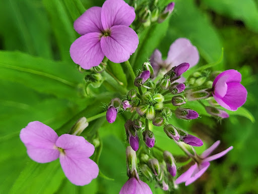 Nature Preserve «Shannondale Springs Wildlife Management Area», reviews and photos, Co Rte 9/5, Harpers Ferry, WV 25425, USA