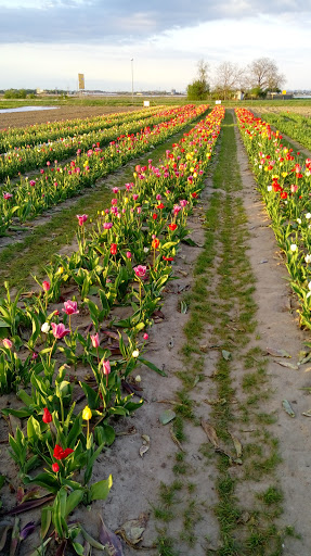 Blumen selbst Pflücken