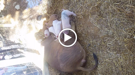 Farm «Bottom View Farm», reviews and photos, 185 Wilkerson Ln, Portland, TN 37148, USA