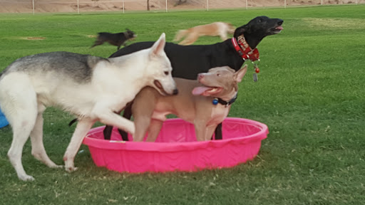 Park «Grover Basin Dog Park», reviews and photos, 17445 N 20th St, Phoenix, AZ 85022, USA