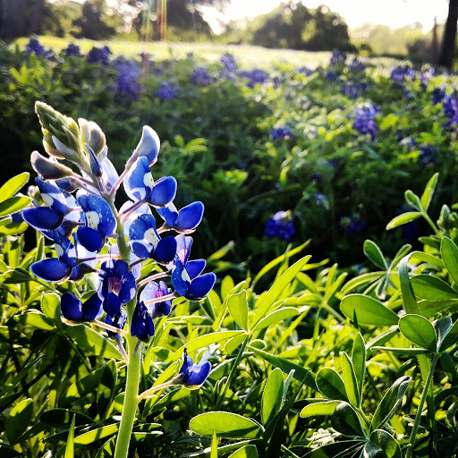 Park «Turner Park», reviews and photos, 600 N Belt Line Rd, Grand Prairie, TX 75050, USA