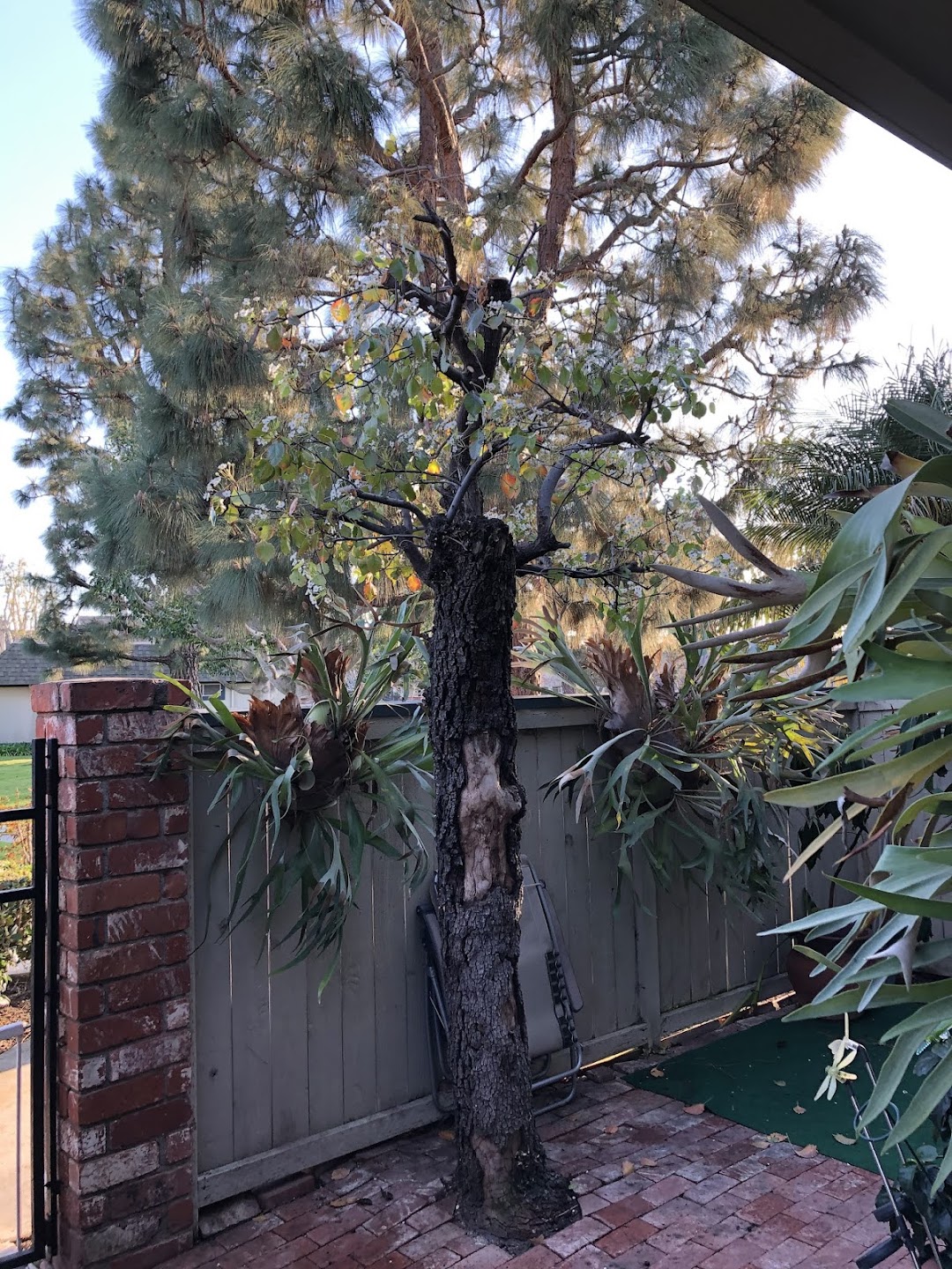 Vargas Tree Service and Landscaping, Inc. - Tree Removal, Sprinklers