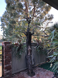 Vargas Tree Services Inc - Photo 2 - Car repair in Anaheim, CA, Anaheim