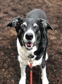 Prima Donna Pet Services, LLC - Photo 4 - Car repair in , Yonkers