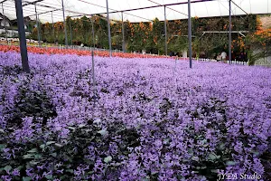 Lavender Garden (Cameron Lavender) image
