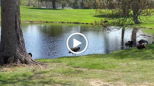 Golf Club «Bruce Hills Golf Club», reviews and photos, 6771 Taft Rd, Bruce Township, MI 48065, USA