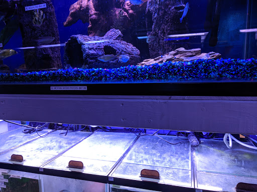 Pet Store «Aquarium Designs», reviews and photos, 15229 San Pedro Ave, San Antonio, TX 78232, USA