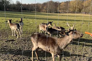 South Weald Deer Enclosure image