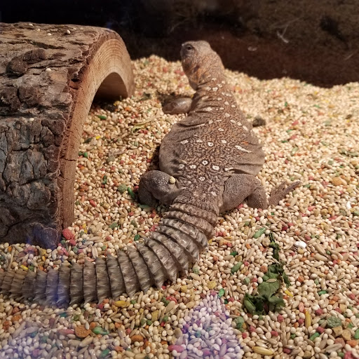 Pet Store «Animal Island Pet Shop», reviews and photos, 14411 S Cicero Ave, Midlothian, IL 60445, USA