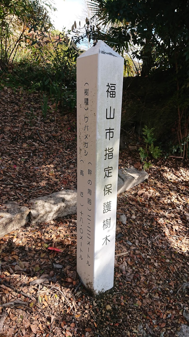 福山市指定保護樹木ウバメガシ
