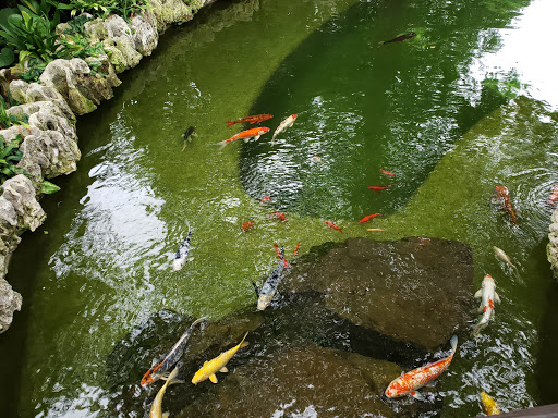 The Dallas Arboretum and Botanical Garden image 10