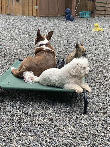 Kelly's Upscale Puppy