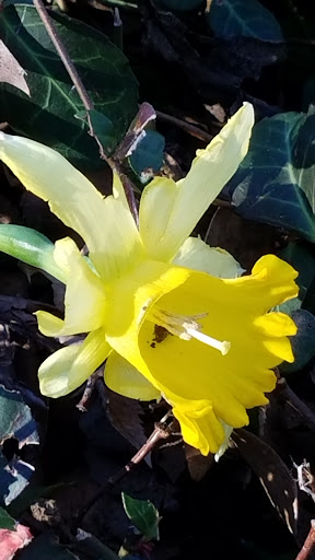 Botanical Garden «Botanical Gardens-Heritage Pk», reviews and photos, 411 Ball St, Grapevine, TX 76051, USA