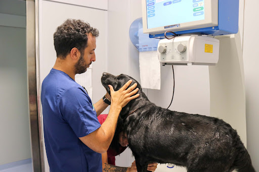 Pensioni per cani e dog hotel a Veterinary hospital Himera