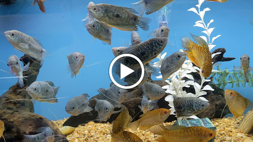 Tropical Fish Store «Aquariums By JJ», reviews and photos, 33 Hamburg Turnpike, Riverdale, NJ 07457, USA