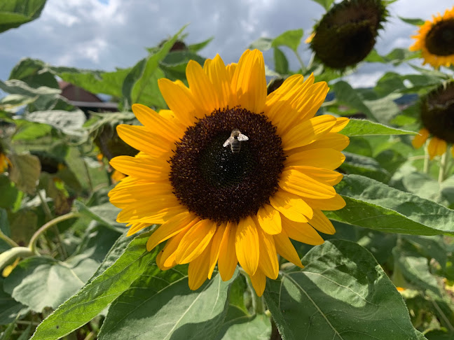 Mille et une Fleurs - Montreux