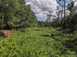 Piney Ridge Nature Preserve - photo 21