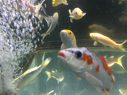 Pond Fish Supplier «The Funky Koi. Pet, Pond, Water Garden, Equine and Farm Supplies», reviews and photos, 41 Porter St, Berkley, MA 02779, USA