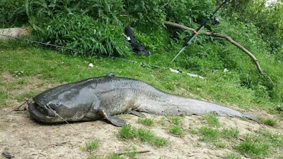 Mme LEY Chantal / LOISISPORT à Bray-sur-Seine