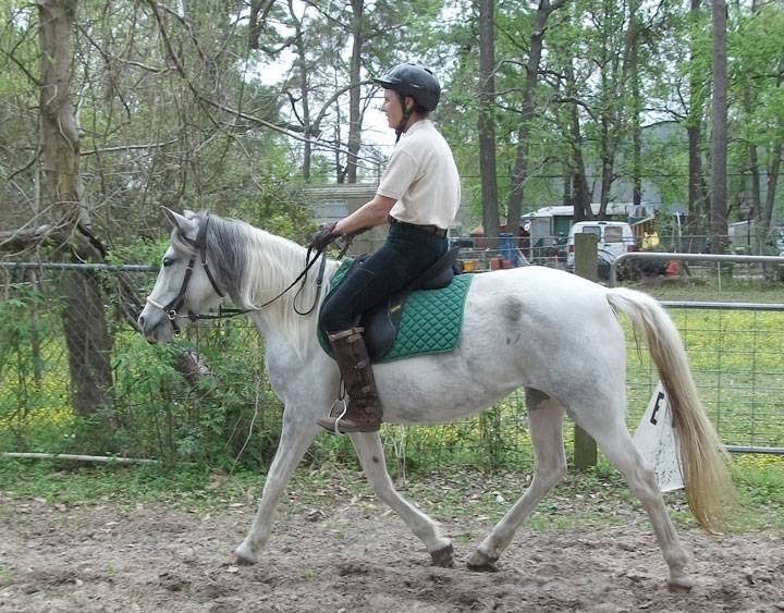 Equestrian Ventures Training