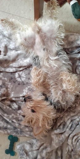 Pet Supply Store «Petco Animal Supplies», reviews and photos, 760 Queen St, Southington, CT 06489, USA