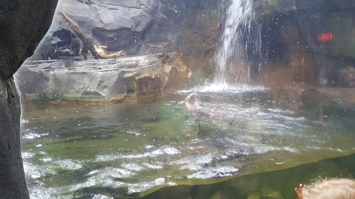 Aquarium «South Carolina Aquarium», reviews and photos, 100 Aquarium Wharf, Charleston, SC 29401, USA