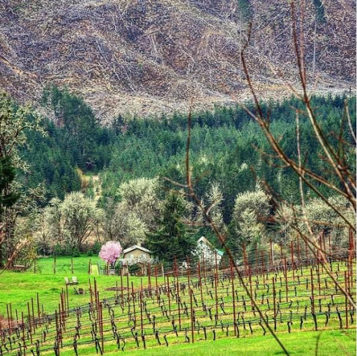 Vineyard «Coeur De Terre», reviews and photos, 21000 SW Eagle Point Rd, McMinnville, OR 97128, USA