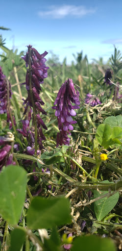 Produce Market «Yolo Fruit Stand», reviews and photos, 46710 Co Rd 32B, Davis, CA 95618, USA