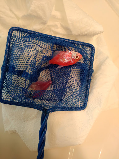 Pet Supply Store «Pet Valu», reviews and photos, 9015 Columbus Pike, Lewis Center, OH 43035, USA