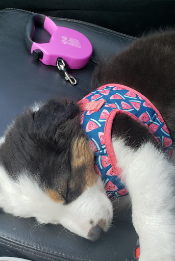 Pet Supply Store «PetSmart», reviews and photos, 6243 College Dr, Suffolk, VA 23435, USA