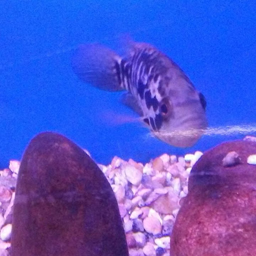 Aquarium «Crystal Reef Aquariums», reviews and photos, 311 Pass Rd, Gulfport, MS 39507, USA