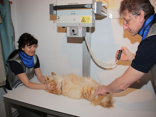Stephan Hanicke veterinarian in Colditz unter Colditz, 