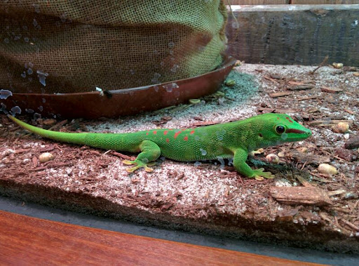 Aquarium «South Carolina Aquarium», reviews and photos, 100 Aquarium Wharf, Charleston, SC 29401, USA