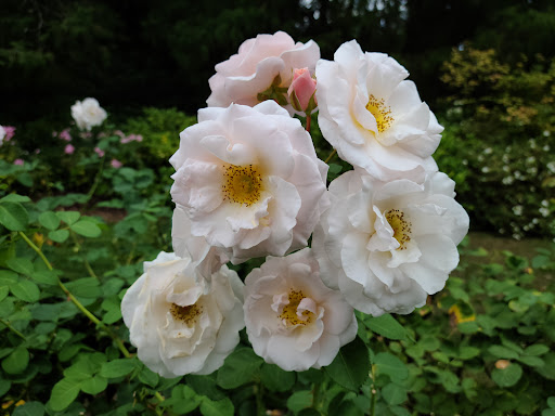 Park «Woodland Park Rose Garden», reviews and photos, 750 N 50th St, Seattle, WA 98103, USA