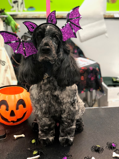 Pet Store «Canine Carousel», reviews and photos, 43135 Broadlands Center Plaza #129, Ashburn, VA 20148, USA