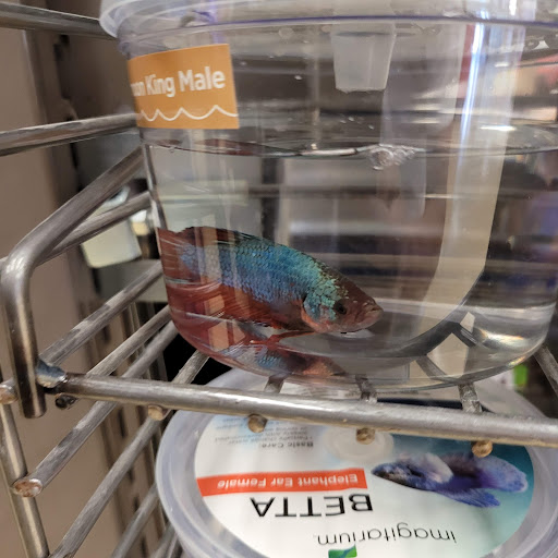 Pet Supply Store «Petco Animal Supplies», reviews and photos, 8404 Eager Rd b, Brentwood, MO 63144, USA