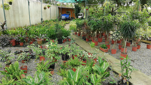 Jardines Panamá - Sucursal Costa Sur