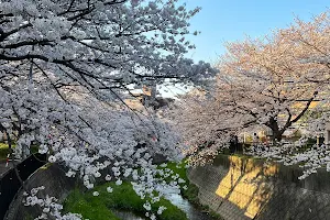 志井川の桜並木 image