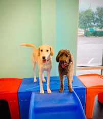 Coastal Paws Pet Resort - Photo 7 - Car repair in North Myrtle Beach, SC, Myrtle Beach
