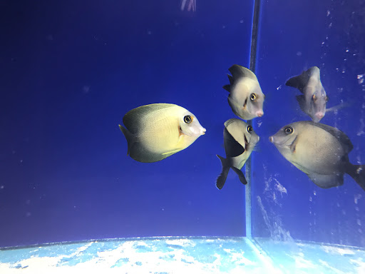 Pet Store «Acuario Piscis», reviews and photos, 3040 W Cermak Rd, Chicago, IL 60623, USA