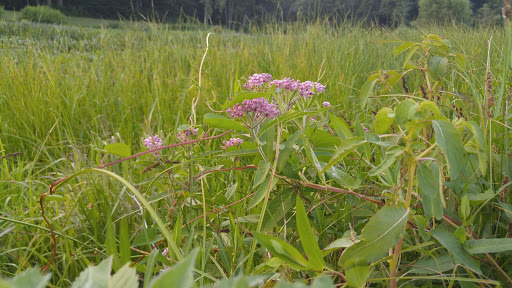 Park «Eisenhower Park», reviews and photos, 780 North St, Milford, CT 06461, USA