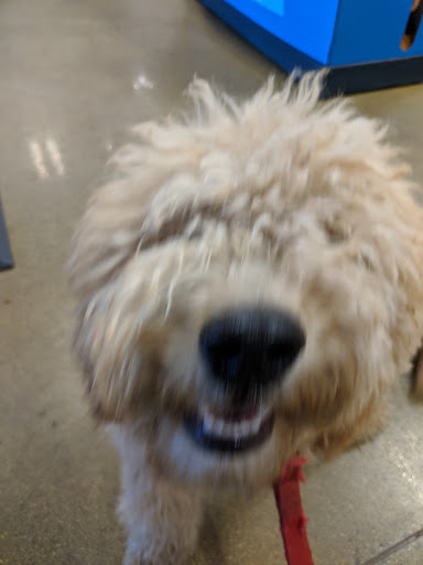 Pet Supply Store «PetSmart», reviews and photos, 3210 E Lynn Blvd, Sterling, IL 61081, USA