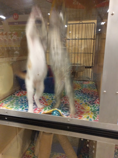 Pet Supply Store «PetSmart», reviews and photos, 2440 E Charleston Rd, Mountain View, CA 94043, USA