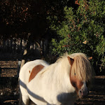 Photo n°4 de l'avis de Chiara.o fait le 09/10/2022 à 16:59 sur le  Mistral Escalaplano à Escalaplano