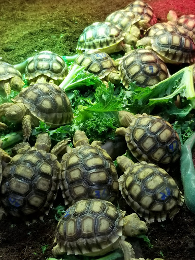 Pet Store «Pet Land», reviews and photos, 1450 Fort Campbell Blvd, Clarksville, TN 37042, USA