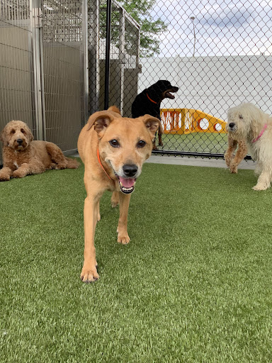 PetSuites Arlington Heights